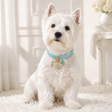 March Amazonite Pet Collar & Matching Necklace