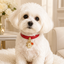 January Red Agate Pet Collar & Matching Necklace