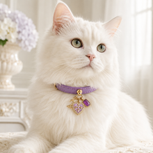 February Amethyst Pet Collar & Matching Necklace